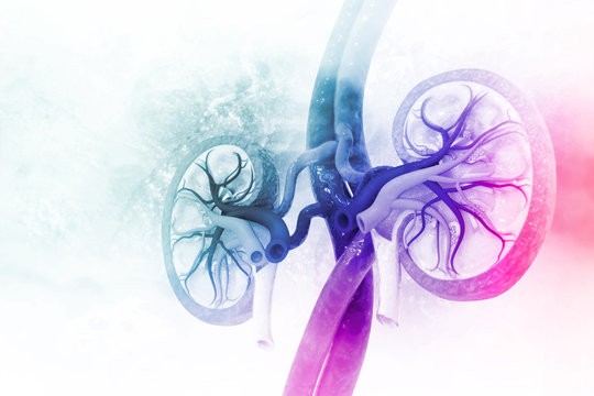nephrology